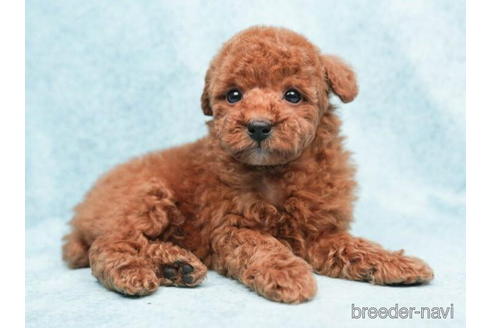 成約済の東京都のトイプードル-208865の5枚目